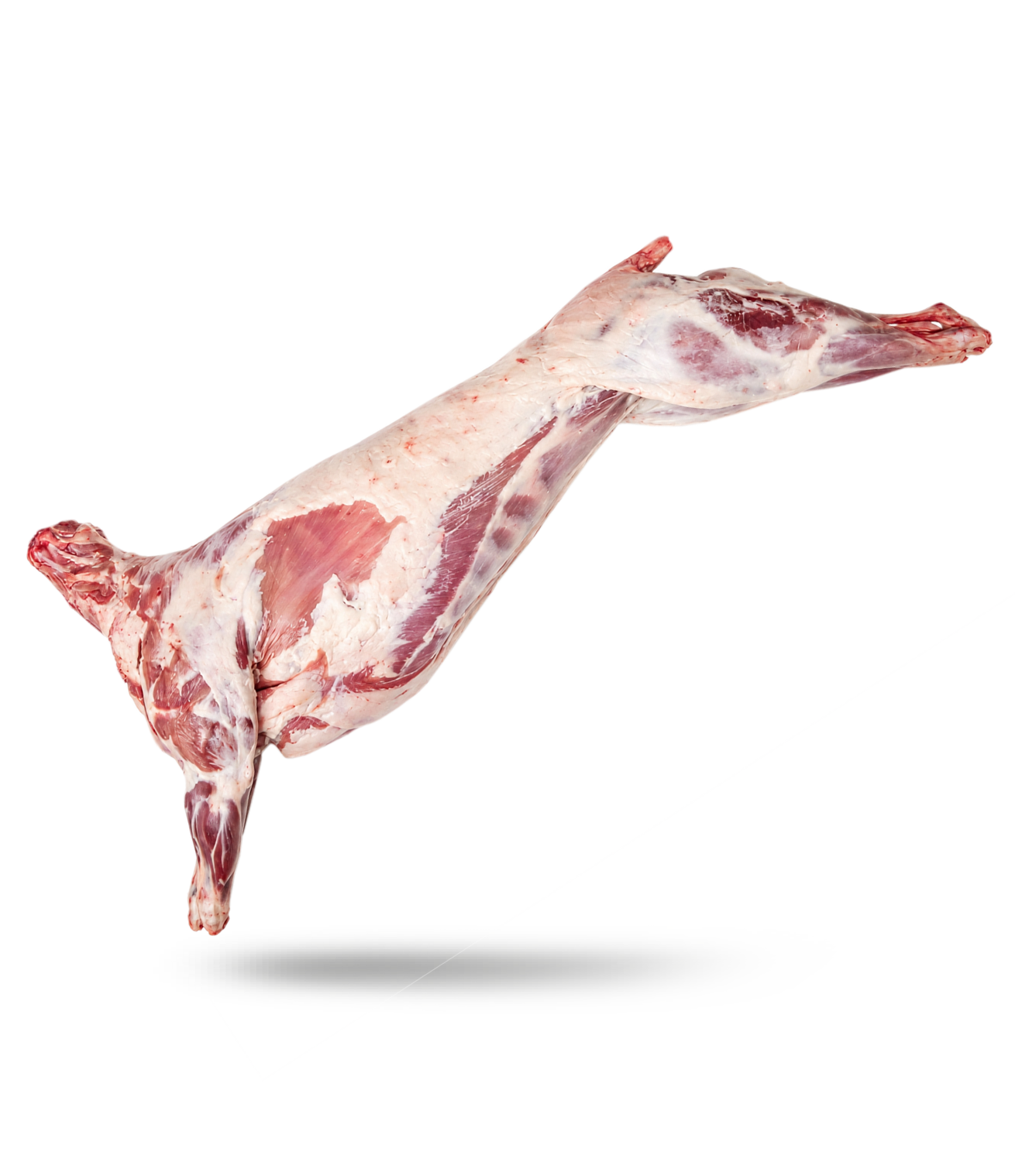 Photo of Carcass